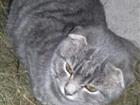 Котята вислоухие бесплатно