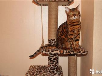   , , , , ,    ,   ,  black spotted tabby ben n 24  