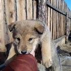 Отдам щенка в хорошие руки