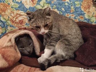    ,   ,    ,      ,    ,    ,   ( ),   