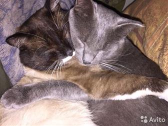    ,   ,    ,      ,    ,    ,   ( ),   