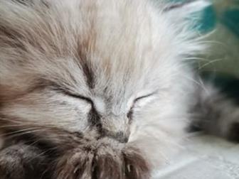     ,      ,       ,      ,   ,  