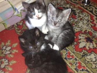       ,    ,  ,       ,      ,    