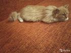 Отдам котенка