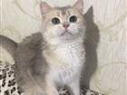Золотые кошечка и котик
