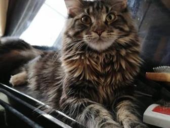      !      ! Available girls Maine Coon!       , !   