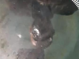   ,  ,  