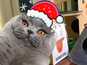         (Scottish fold) ,  ,       ,   