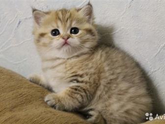       ( scottish-straight  and Scottish-fold ) ,    ,  ,  01, 09, 19,    ,    