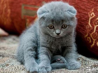  Scottish Straight  Scottish Fold,     ,      -  ,  ,    ,  