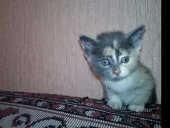 2   2-      ,     ,   ,    ,  