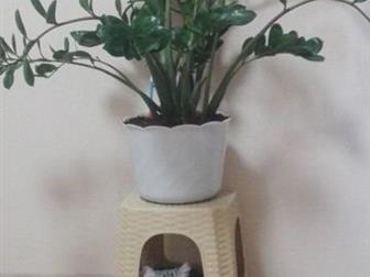   ,     ,    , 22, 06, 2014 , ,     MystiCat,    ,   