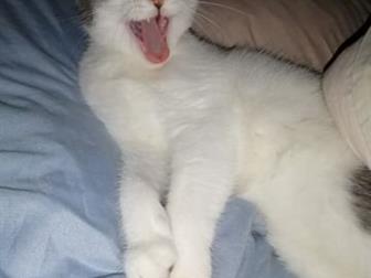    !          ,  ,  6 ,    ,     ,  