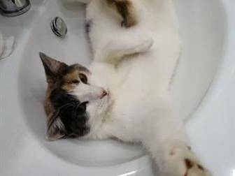    !          ,  ,  6 ,    ,     ,  