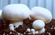 �������� ����������� ��������� ��� ��������� ����������� �����������