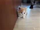 Котенок