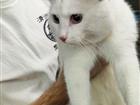 Найден кот