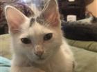 Котёнок мальчик