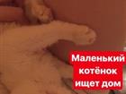 Котёнок