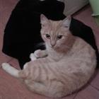 Кошечка ищет дом