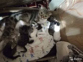 отдам котяток, 5штукмама шотландская вислоухаяпапа неизвестенкотятам месяц, молочко пьют в Кемерово