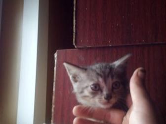 Срочно!!!!! Отдам шотландскую веслоухую кошку с котёнком,  Бесплатно!!! Отдаю очень срочно в связи с переездом,  Очень умная, спокойная, к лотку приучена с детства! в Кемерово