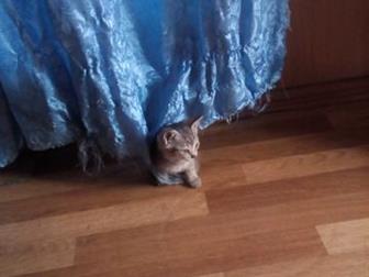 Срочно!!!!! Отдам шотландскую веслоухую кошку с котёнком,  Бесплатно!!! Отдаю очень срочно в связи с переездом,  Очень умная, спокойная, к лотку приучена с детства! в Кемерово