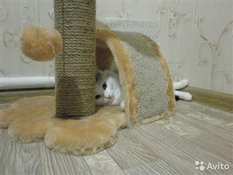    ,   -    ,  ,  ,   !    