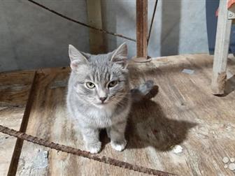     ,  4-6 ,        ,     ,  