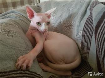   ,  ,  