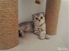   Scottish Fold