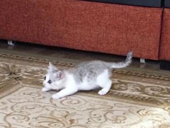 Милый котёнок, ласковый и игривый, отдам в хорошие руки, 2,5 месяца в Краснодаре