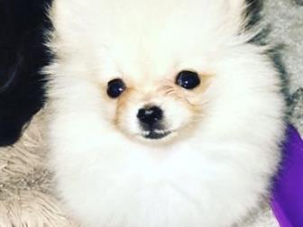 GERMAN SPITS/TOY/ POMERANIAN  !  , , !  ,    1,8,  ! -   1,8  