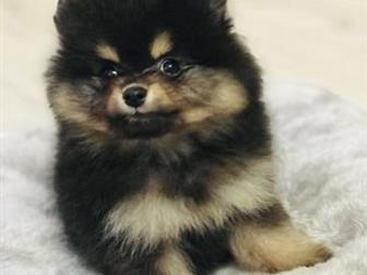 GERMAN SPITS/TOY/ POMERANIAN  !  , , !  ,    1,8,  ! -   1,8  