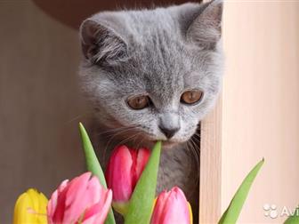   ,  : British shorthair, ,      ,   11, 12, 2019,  , ,  