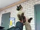 В добрые руки