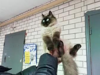    ,   , ,  ,  