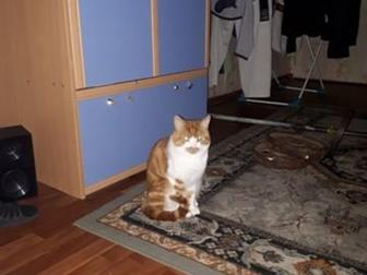 Отдам в хорошие руки,  Рыжий кот, очень ласковый, добрый,  Приучен к латку, не кастрирован, в Магадане
