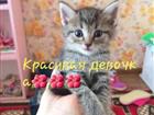 Отдаем милых малышек