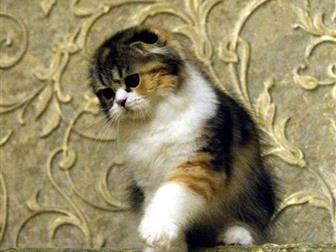  Star Bastet          ,     ,      