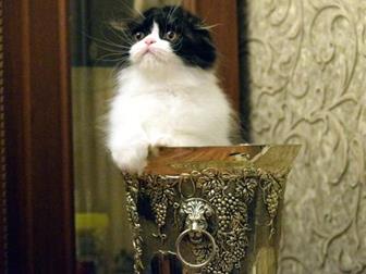  Star Bastet          ,     ,      