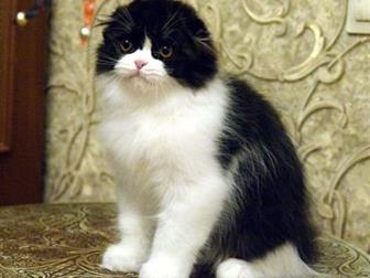  Star Bastet          ,     ,      