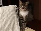 Котёнок