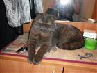 Скачать бесплатно изображение  ищу британского вислоухого кота для вязки 32368892 в Омске