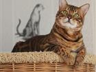 Просмотреть фото  Мини леопарды, бенгальские котята с документами 32469730 в Казани