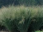 Увидеть фото  Сортовые семена декоративной травы сортов Стриктум, Warrior, Kavaliauskas, Ребраун, Heiliger Hain 36657815 в Омске