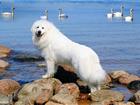 Увидеть изображение  Кобель Пиренейской Горной Собаки для вязок 37712114 в Астрахани