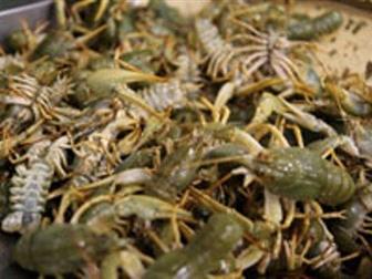  foto      100 , 33272539  --