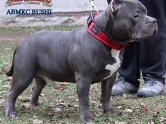     !!!   ,   -   BUSHI        !  - American Bully Moscow  