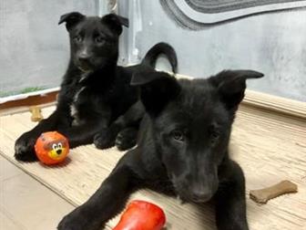 ׸���� ����������, �������� � �������, ���� ����� ������� ���������,  ������� 2,5 � 4,5 ������,  ����� ����������, ��������,  ���������������,  ������� ������ ��������, � ������